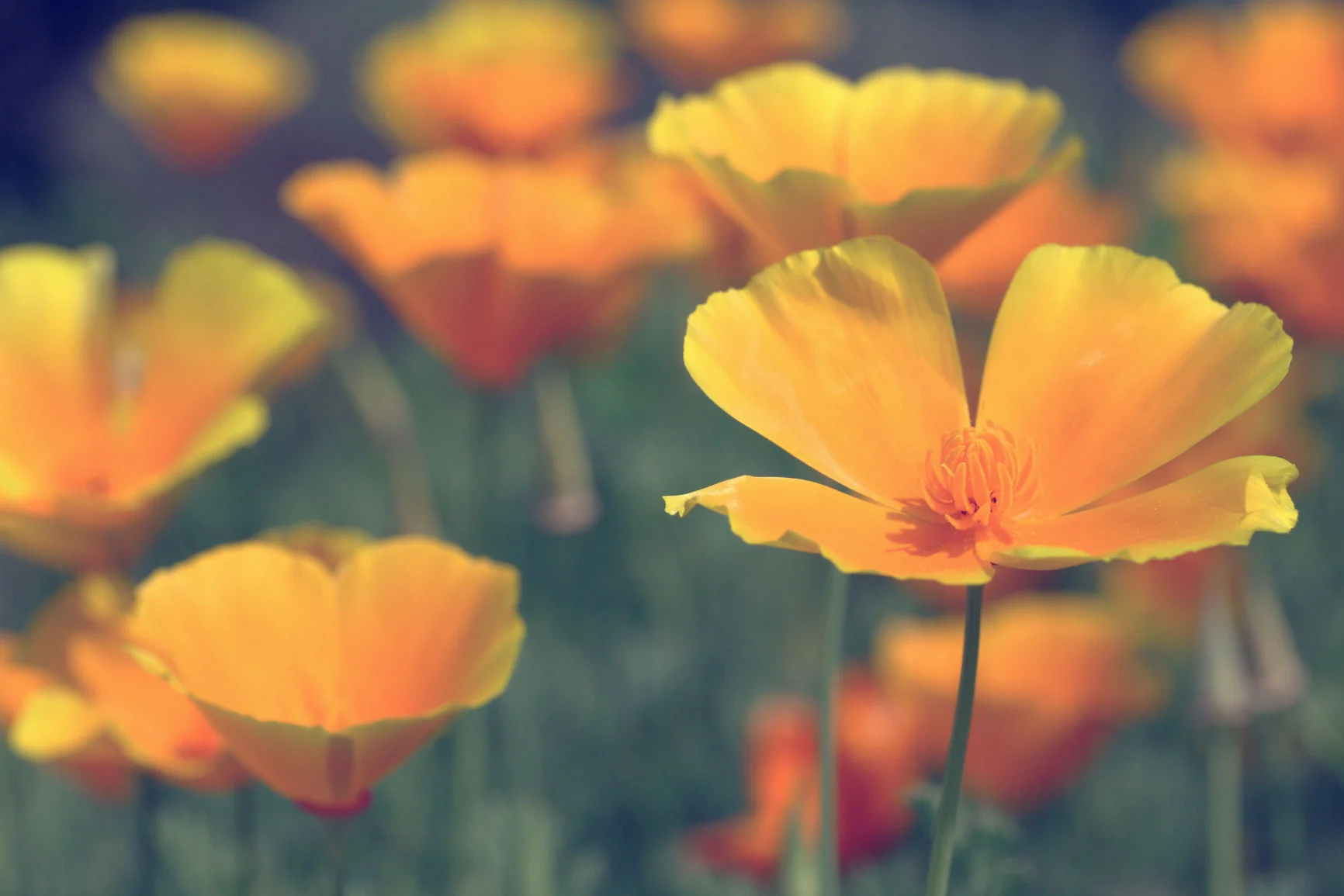 California Poppy