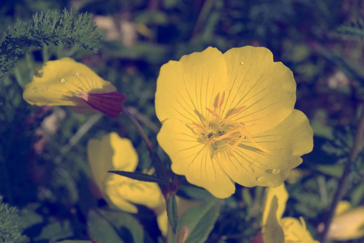 Evening Primrose