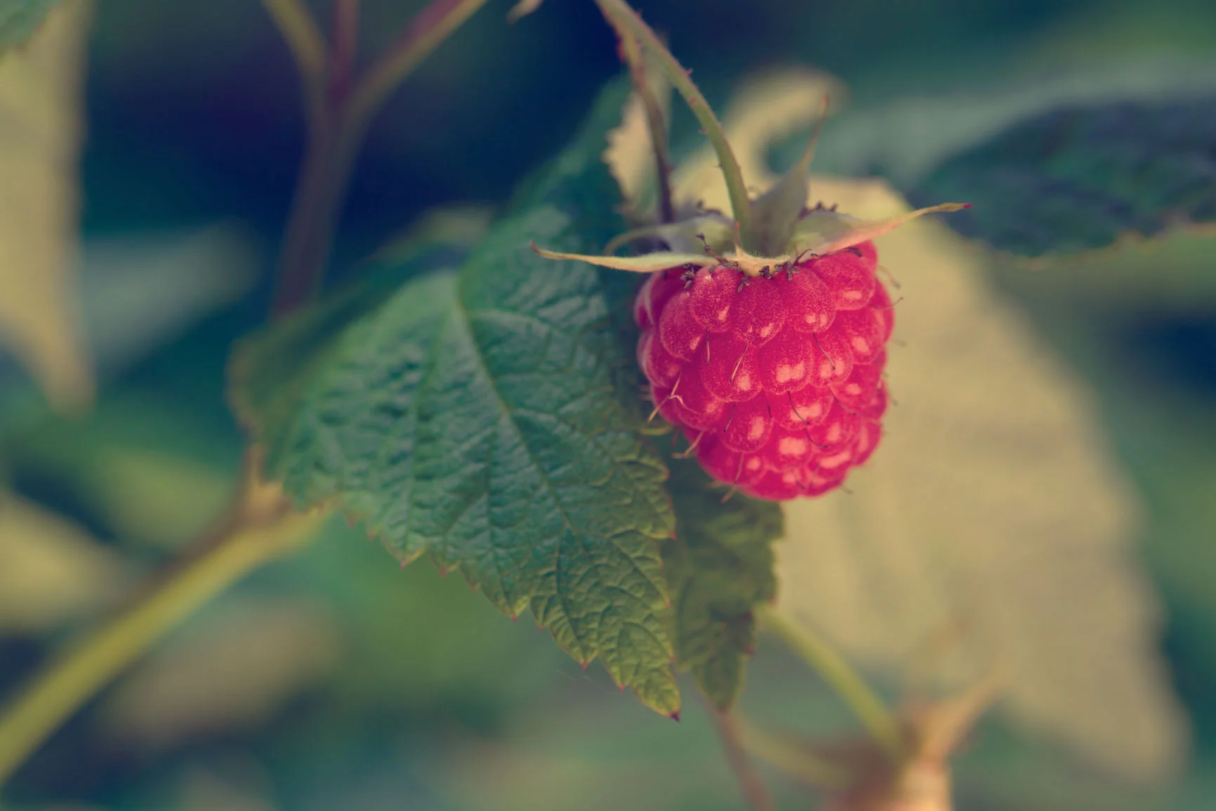 Raspberry Leaf