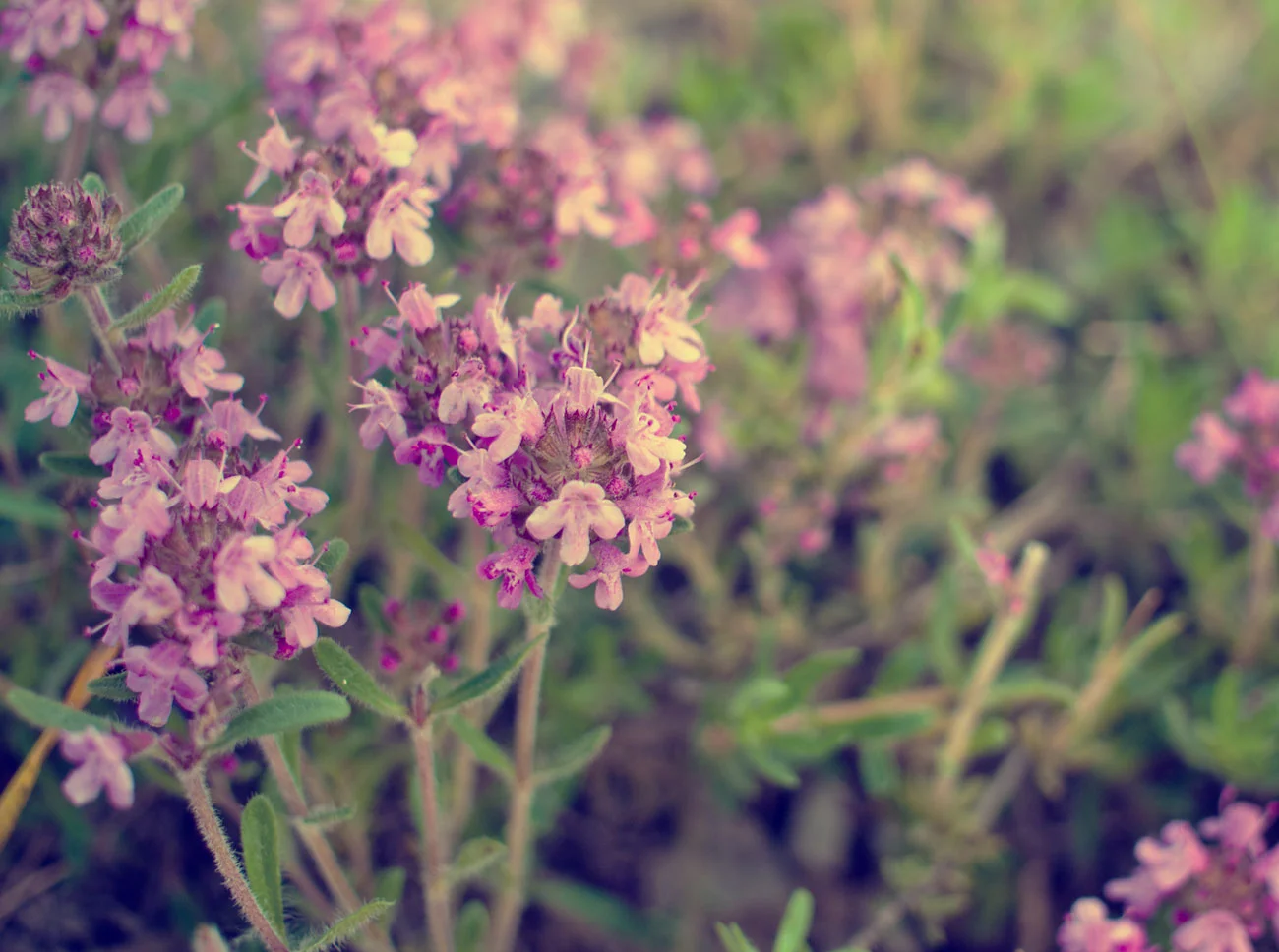 Thyme
