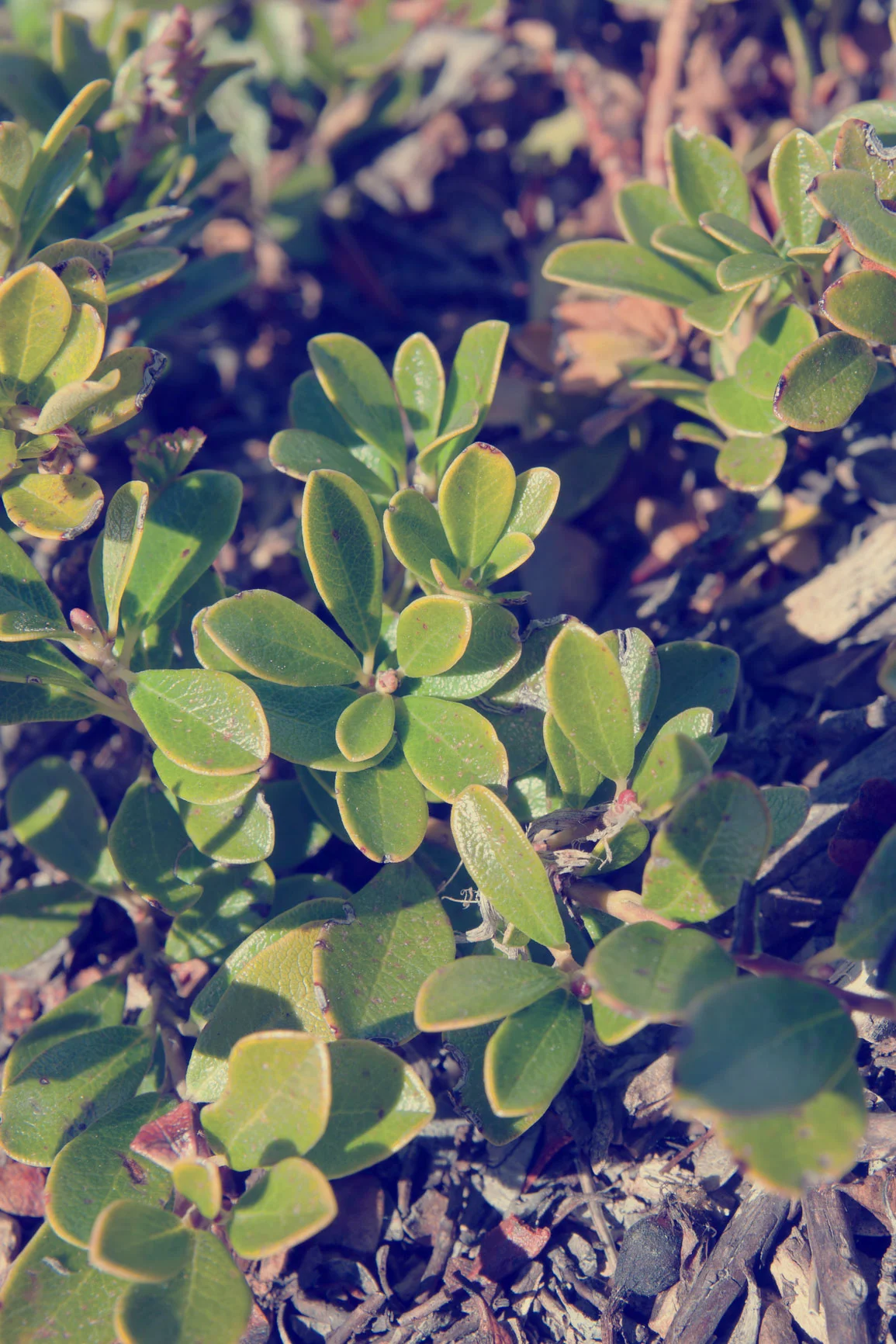 Uva Ursi