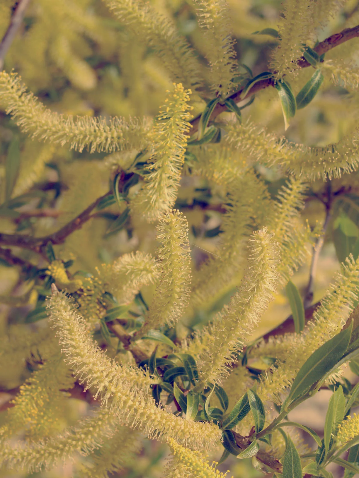 White Willow