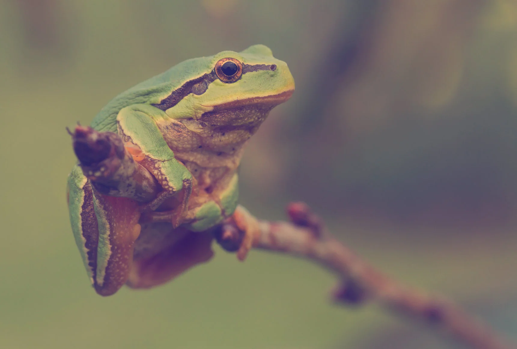 Frog