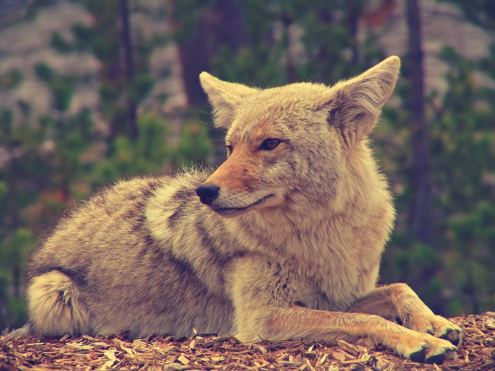 Coyote