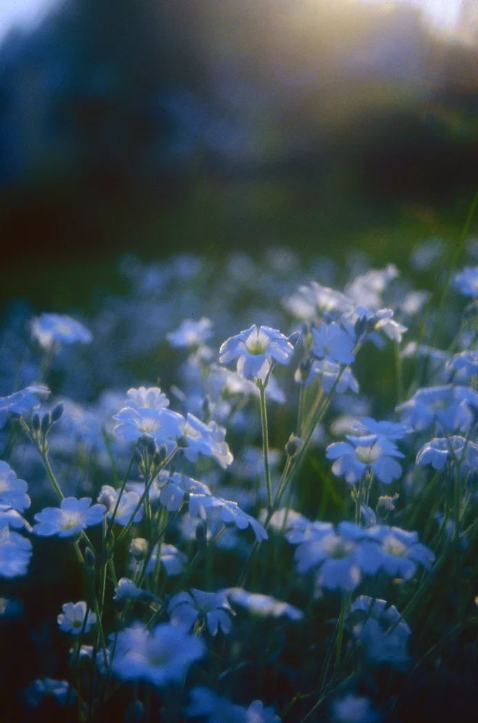 flower3.jpg