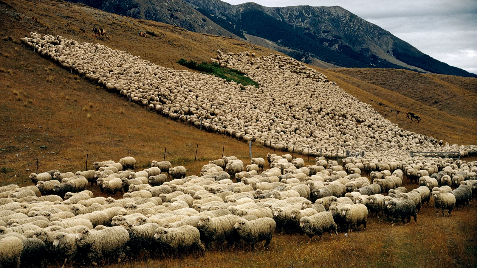 new-zealand-sheep.ngsversion.1396531716629.jpg