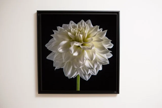 canvas 70x70 dahlia nero.jpeg