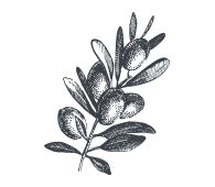 Ingredient-Olive-Oil.png