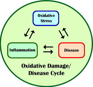 disease oxidative stress inflammation.gif