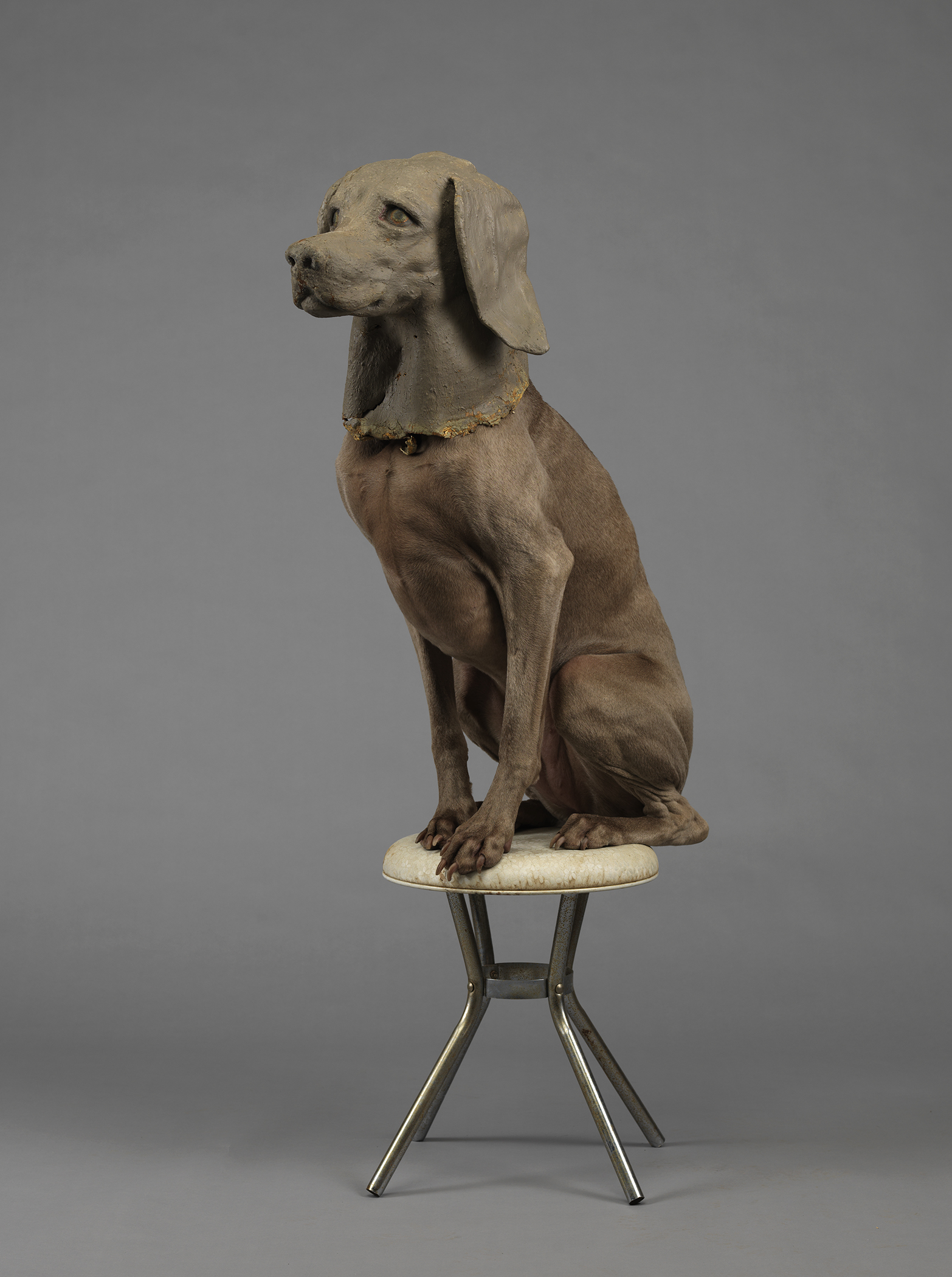 MITSKI_WILLIAM_WEGMAN_ON:ALIENS!.jpg