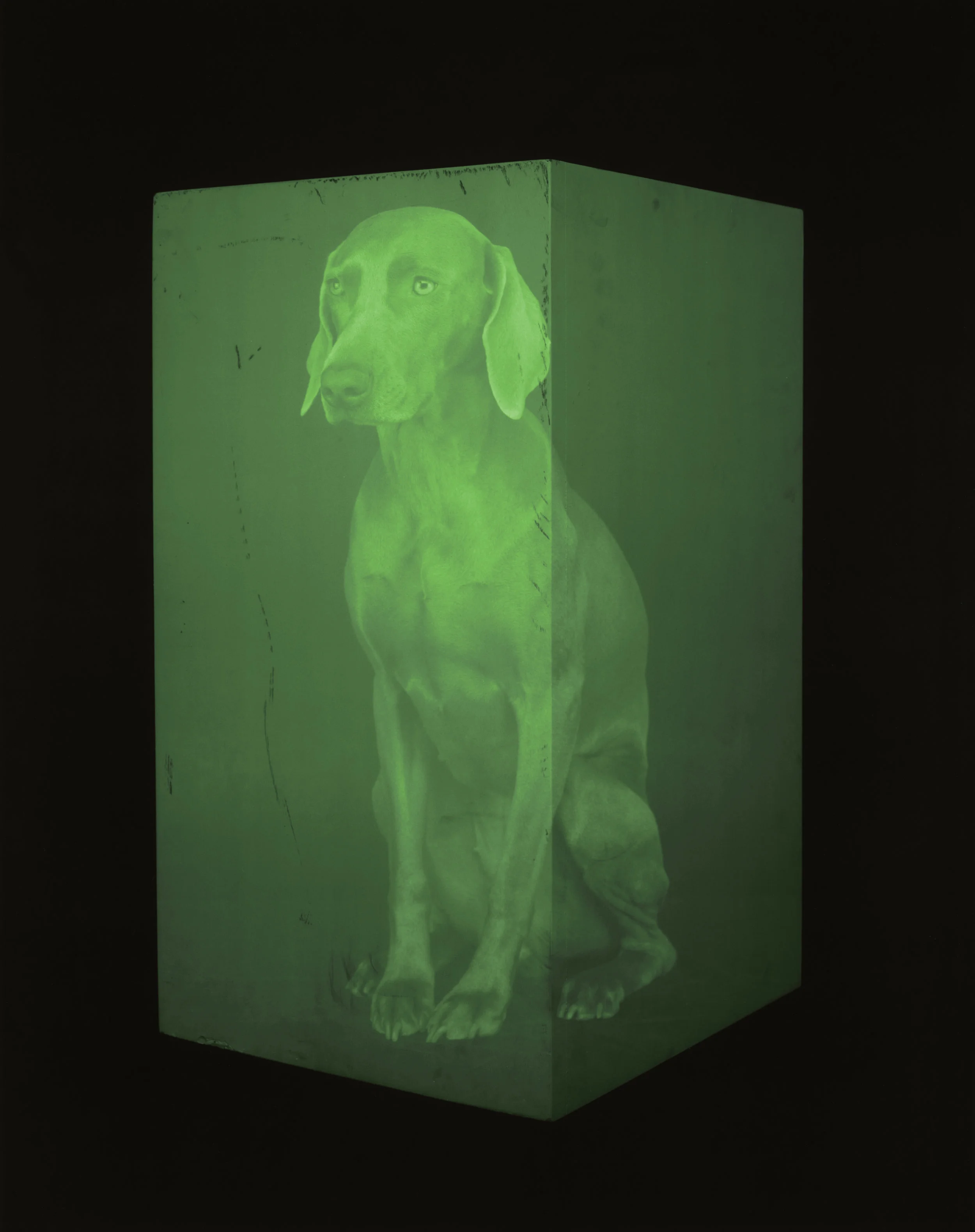 DAVID_BYRNE_WILLIAM_WEGMAN.jpg