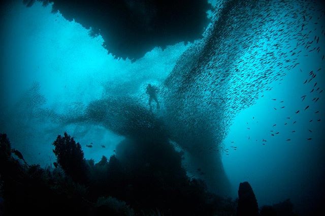 This is Blue Magic, a dive site near Mioskon in Raja Ampat - sink to 30m deep and you'll be surrounded by huge schools of snappers, fusiliers and barracudas
&bull;
&bull;
&bull;
#rajaampat #diving #underwaterphotography #uwphotography #indonesia #tra