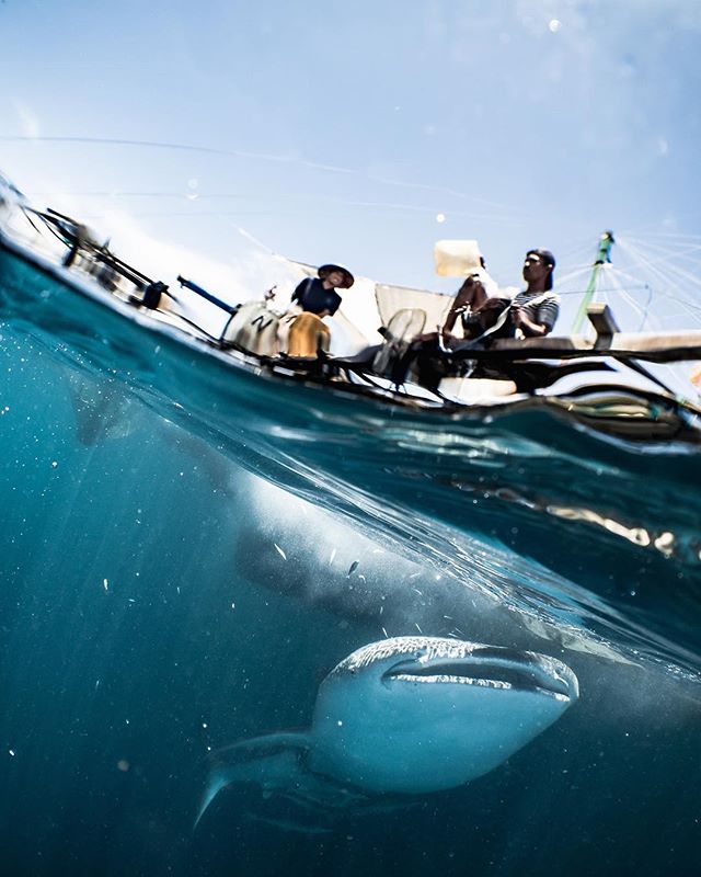 The local fishermen in eastern Indonesia have a special relationship with the largest fish in the sea; whale sharks congregate here to feed on small fry escaping from the nets.
&bull;
&bull;
&bull;
#whaleshark #indonesia #cenderawasih #papua #fishing
