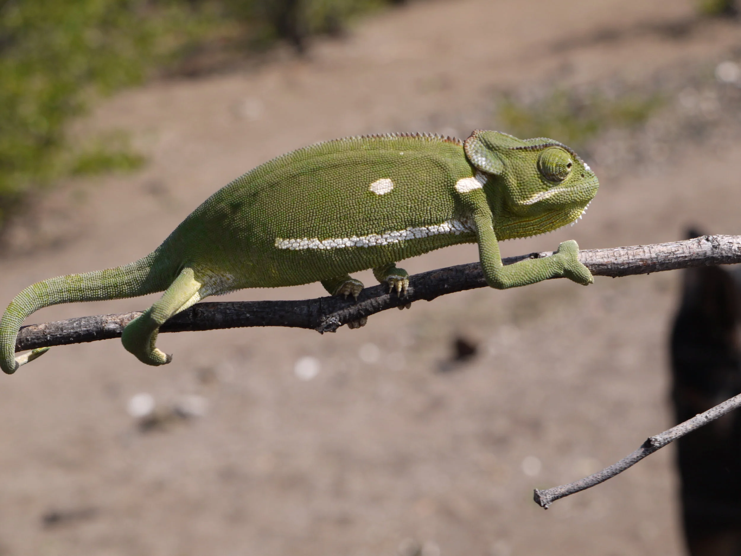 Chameleon Botswana.JPG