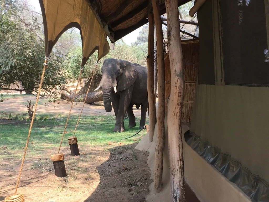 Chongwe Tent.jpg