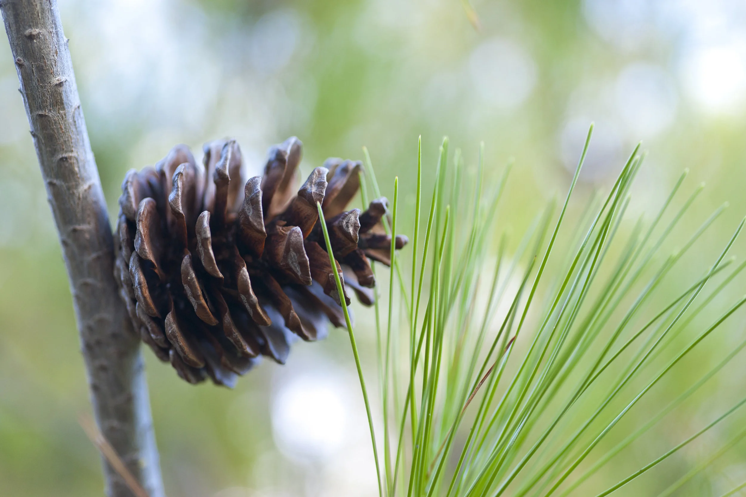 pine_zJHg6XcO.jpg