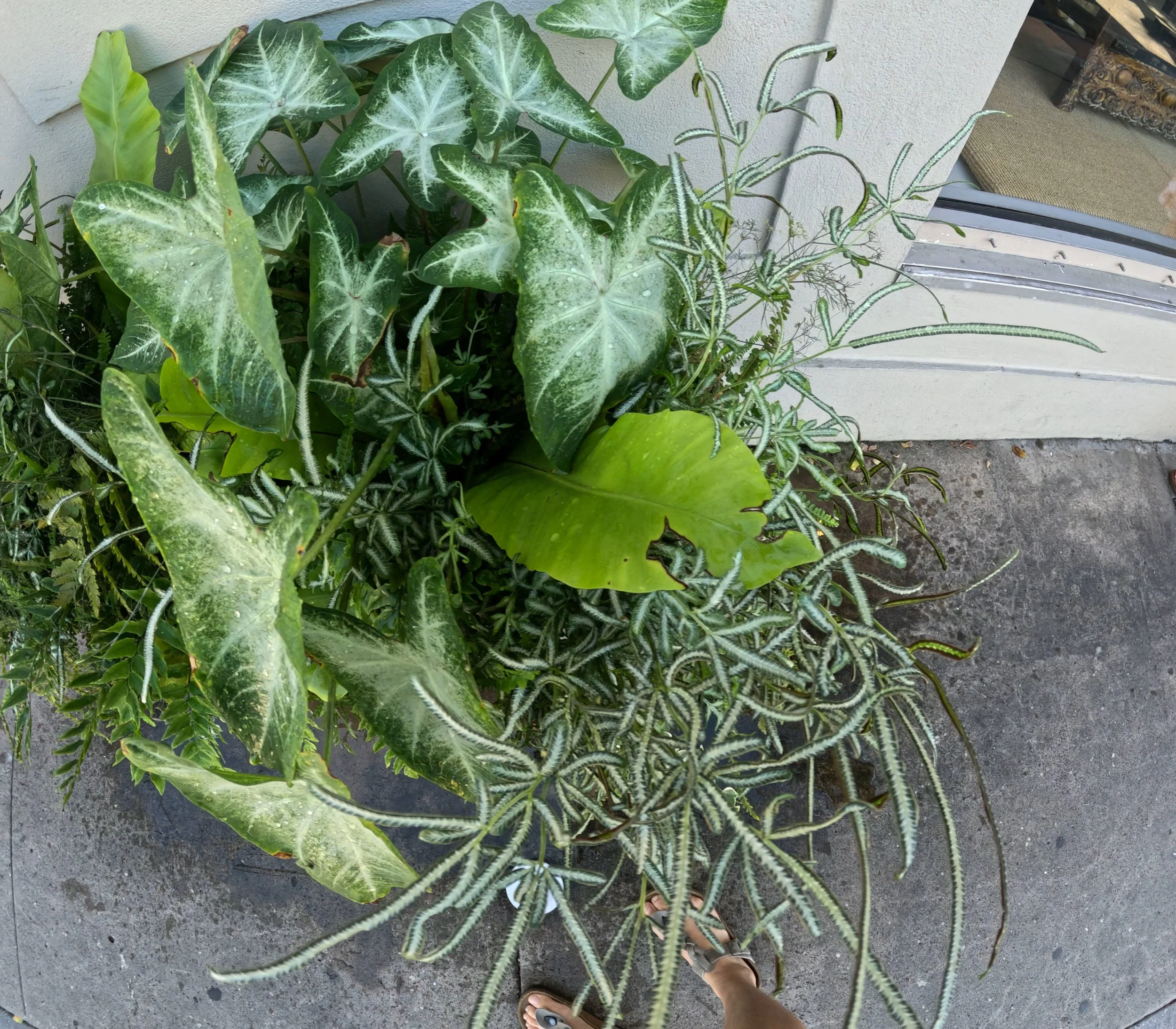 Caladium arrangement 