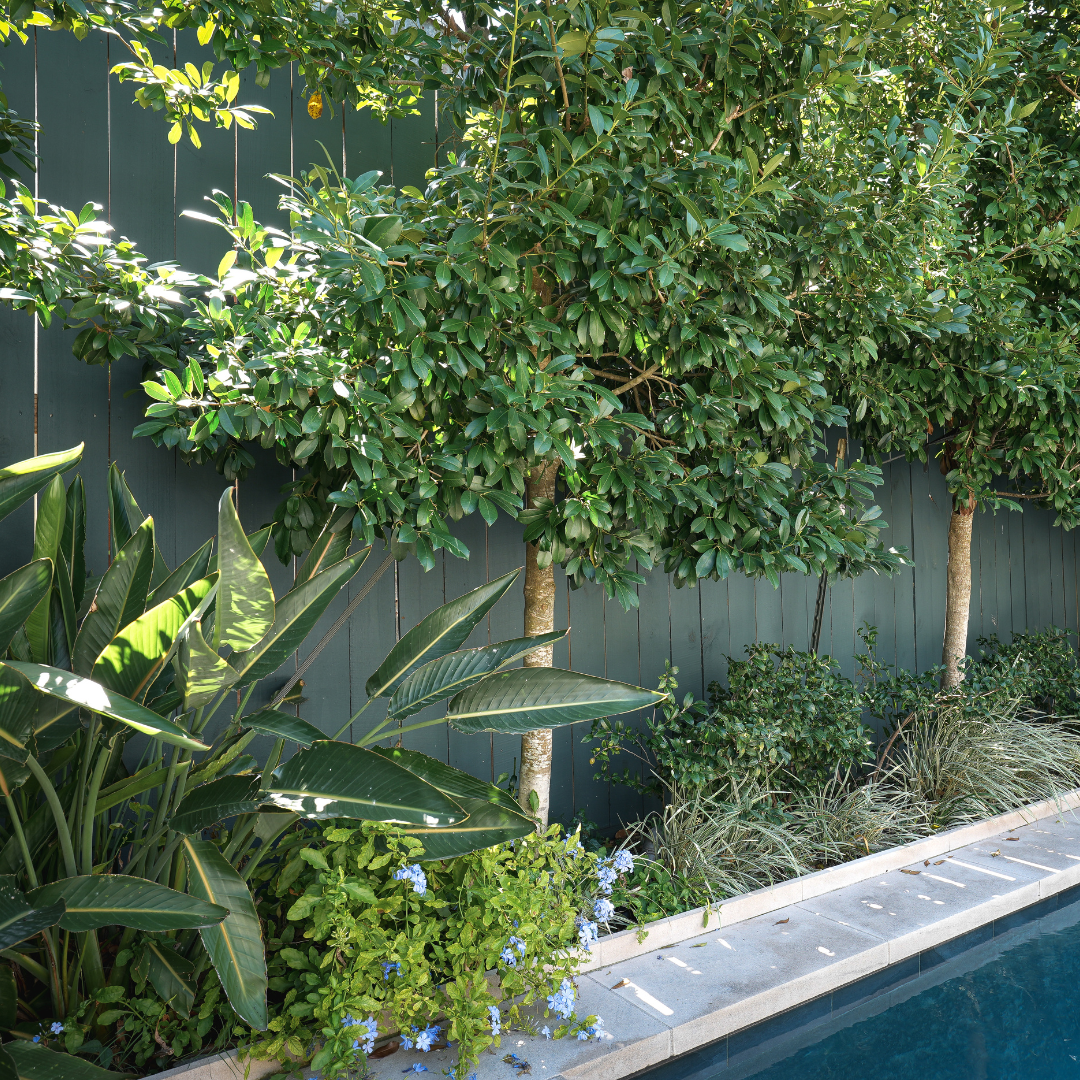 Webster Street Garden Detail, 2026