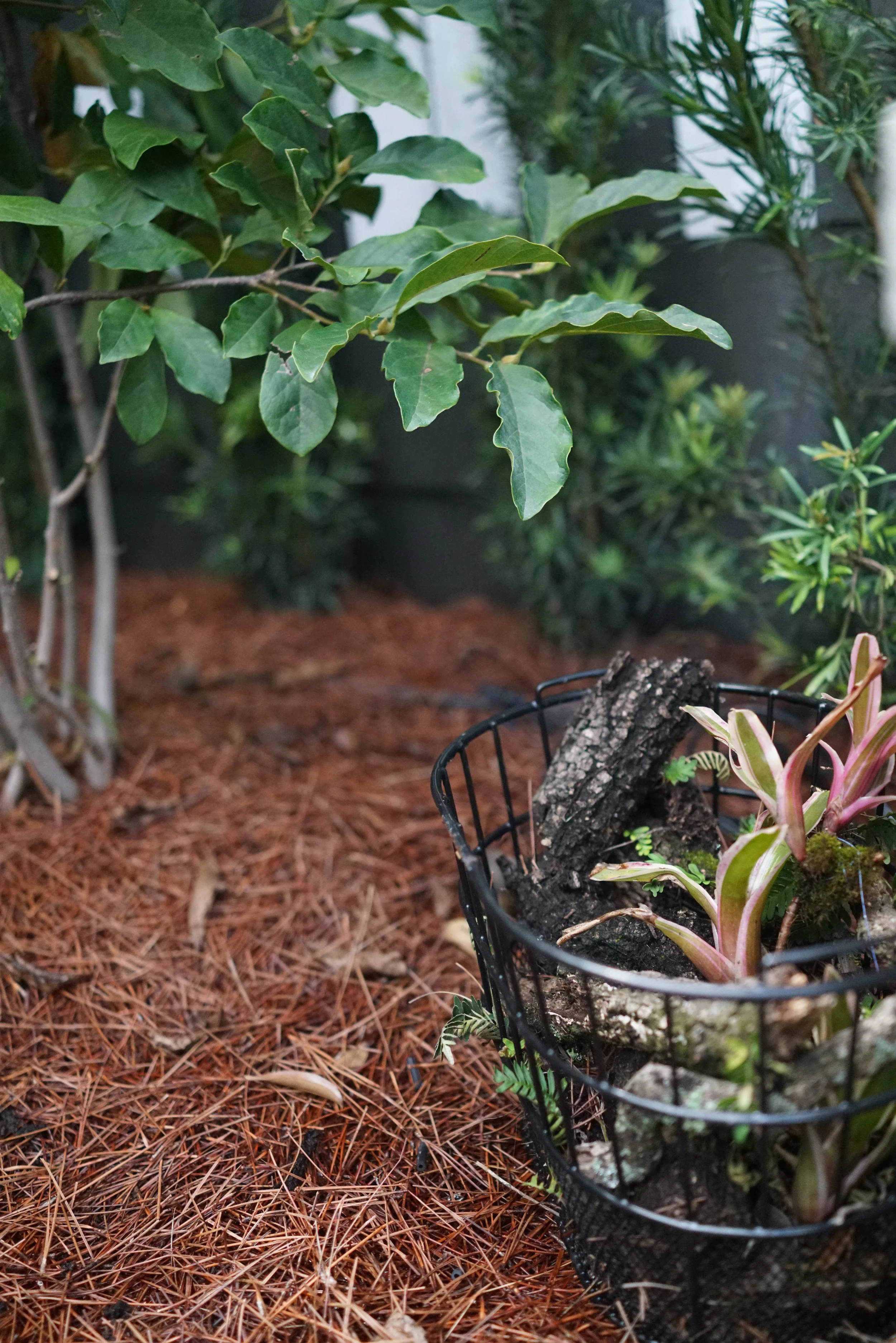 Camp Street Garden Detail, 2026