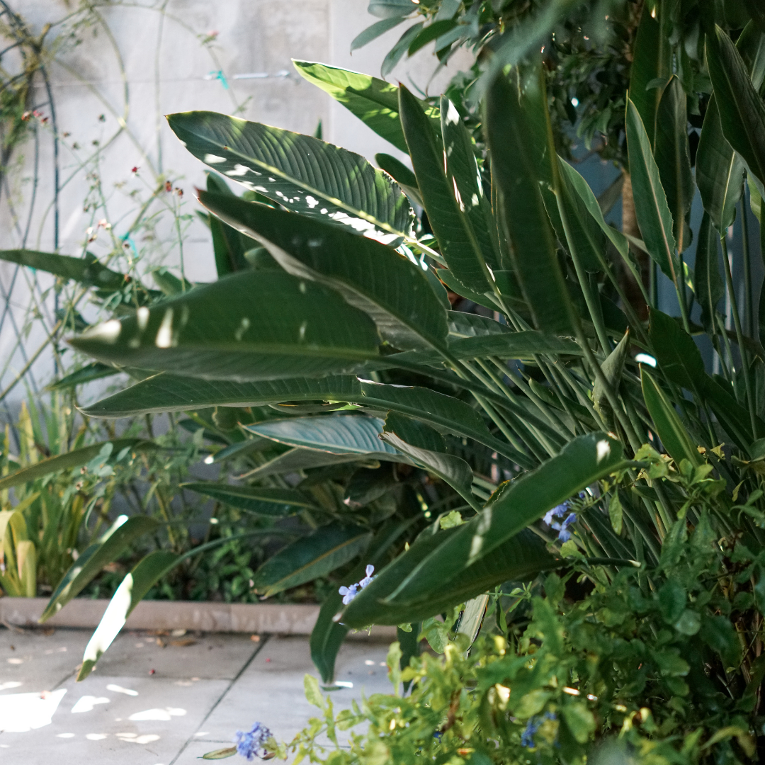 Webster Street Pool Garden Detail II, 2026