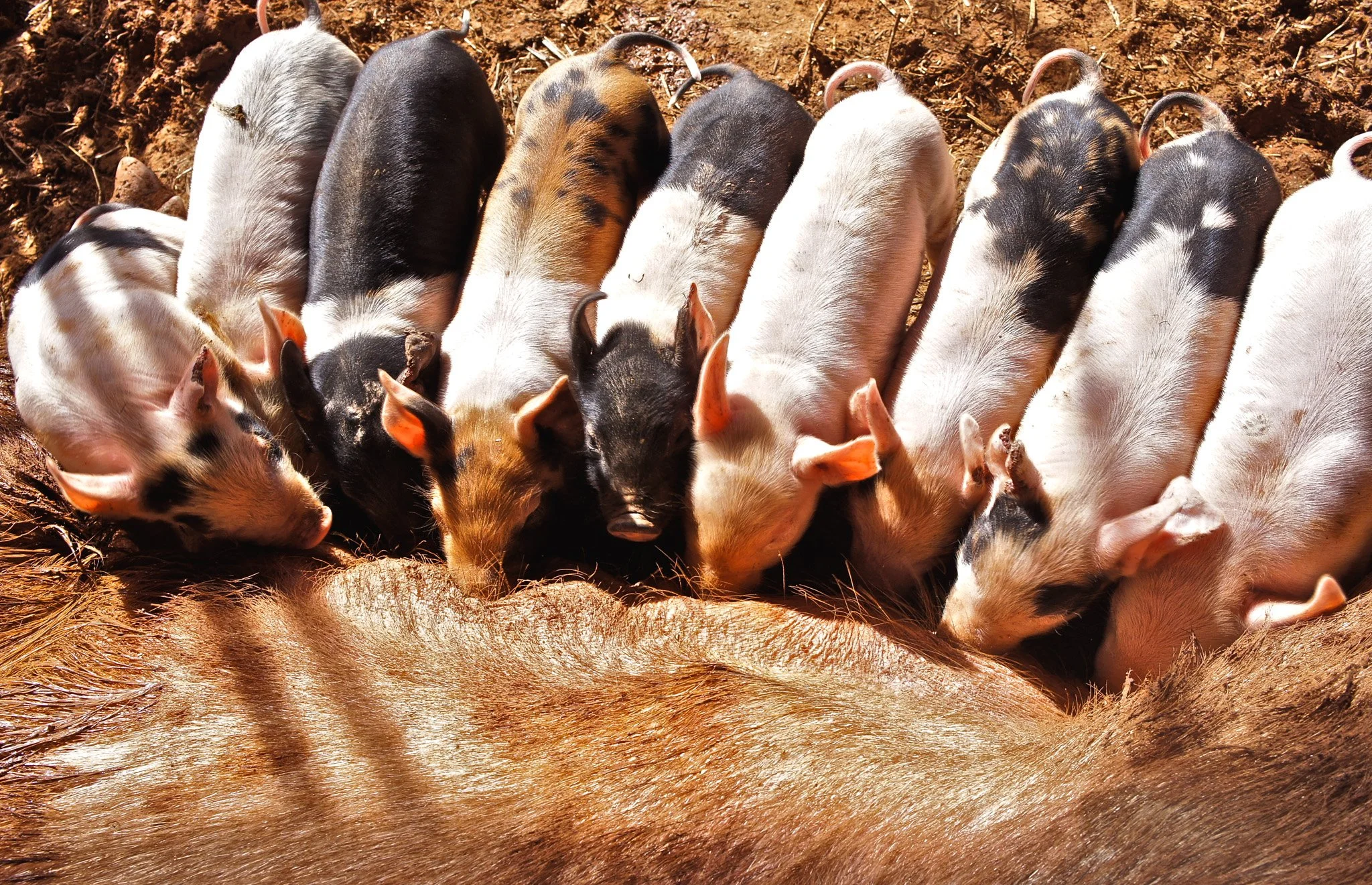 Ryals Piglets, 2013