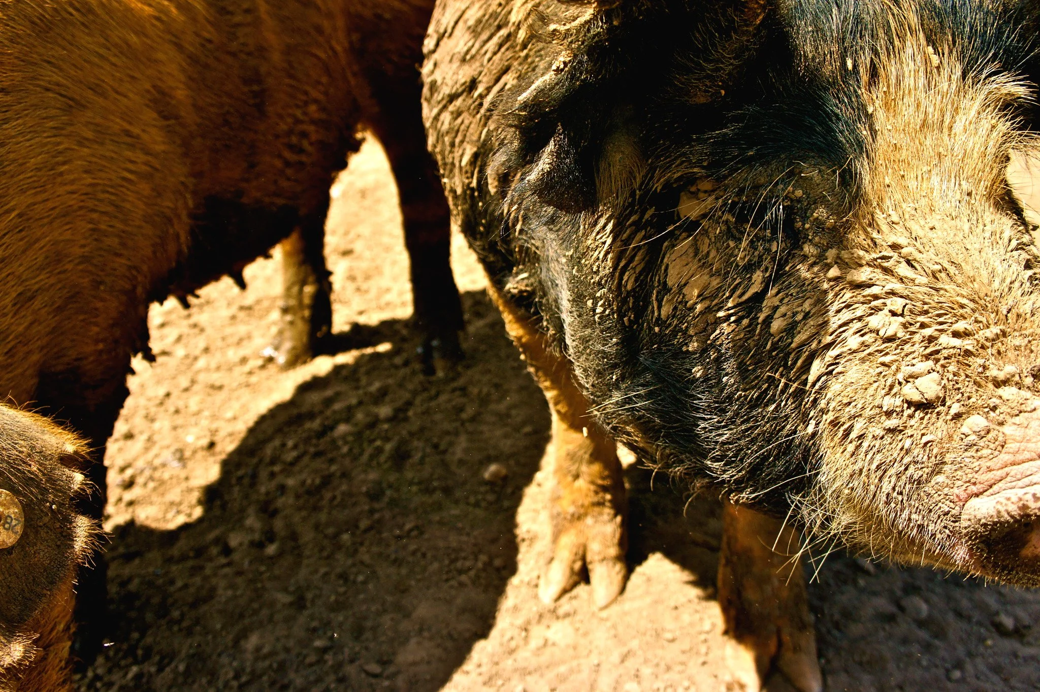 Close up of Ryals Pigs, 2013