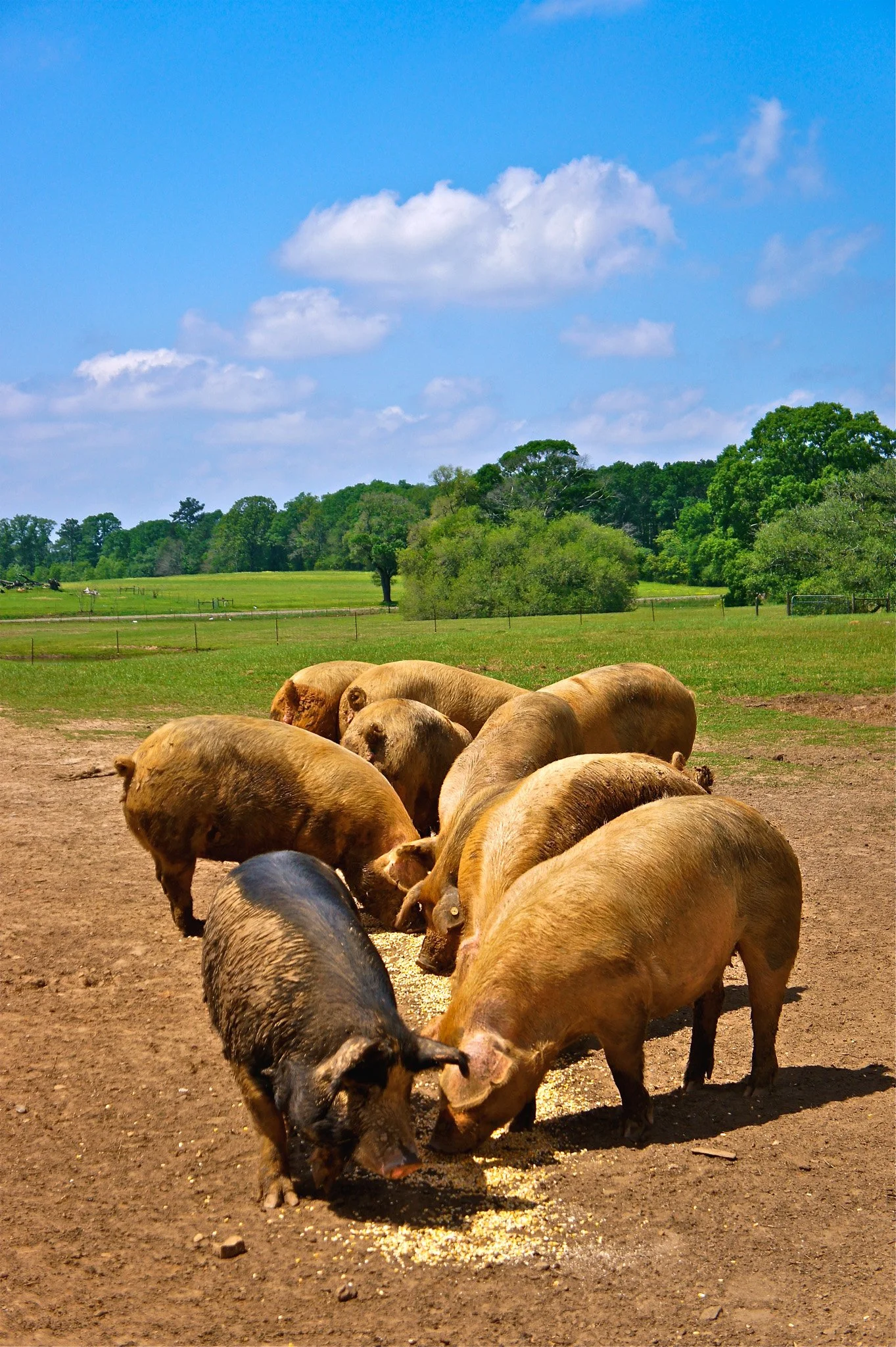 Sows & a Boar, 2014