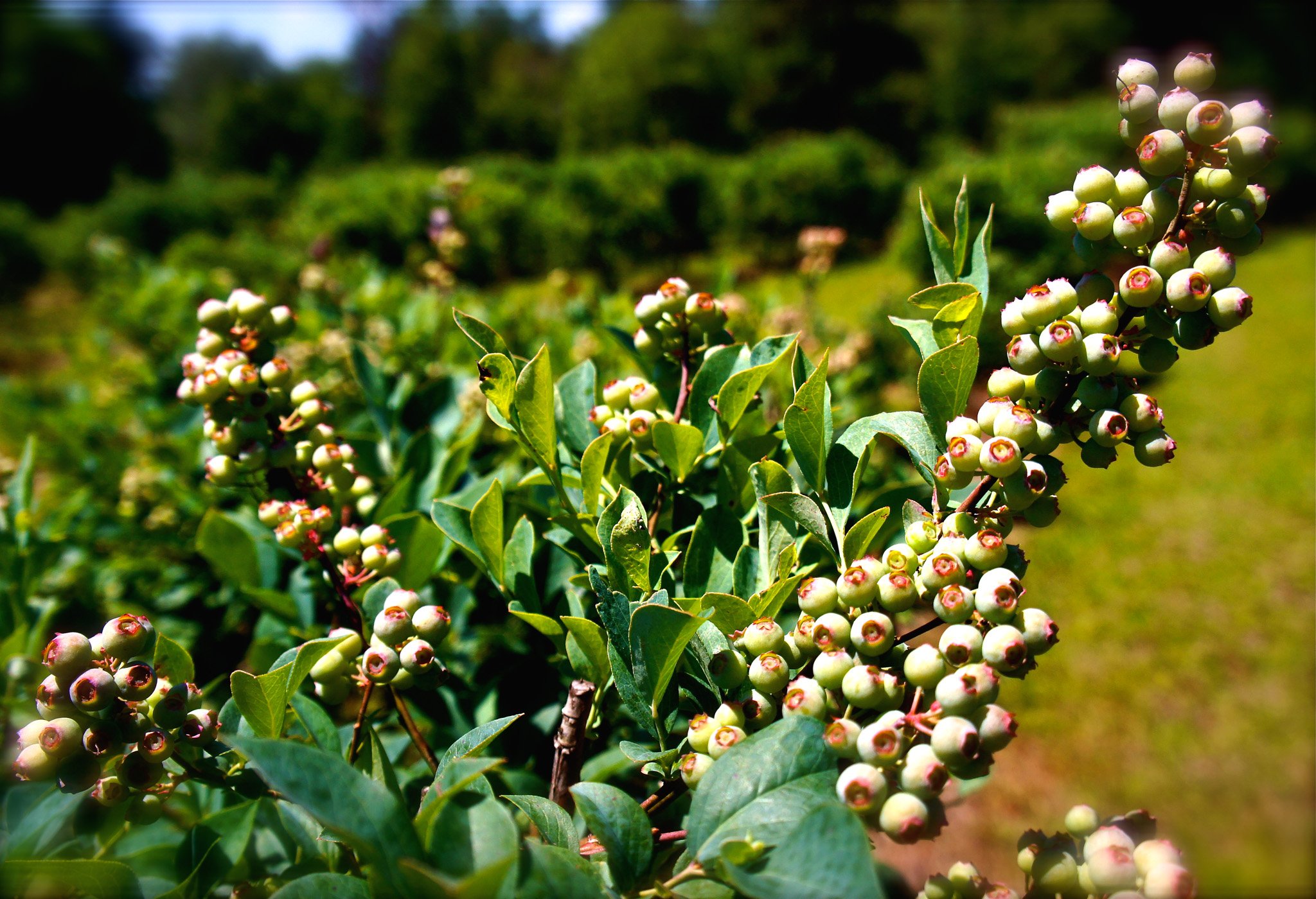 Blueberries at J&D 2014