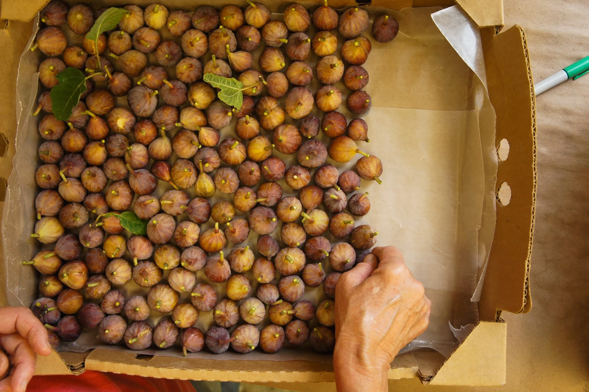 Fig Harvest, 2014