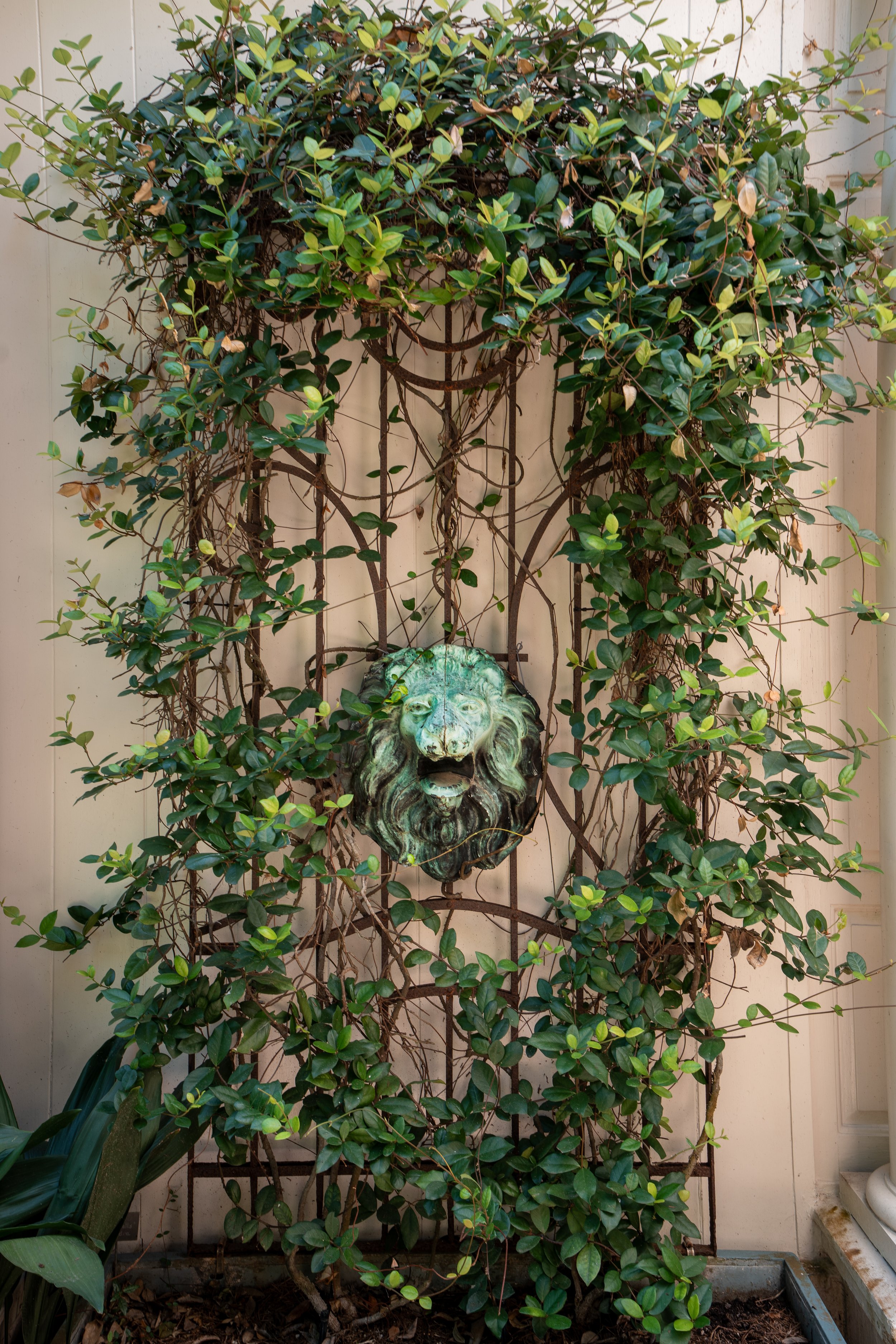 Copper Lion Head, 2026