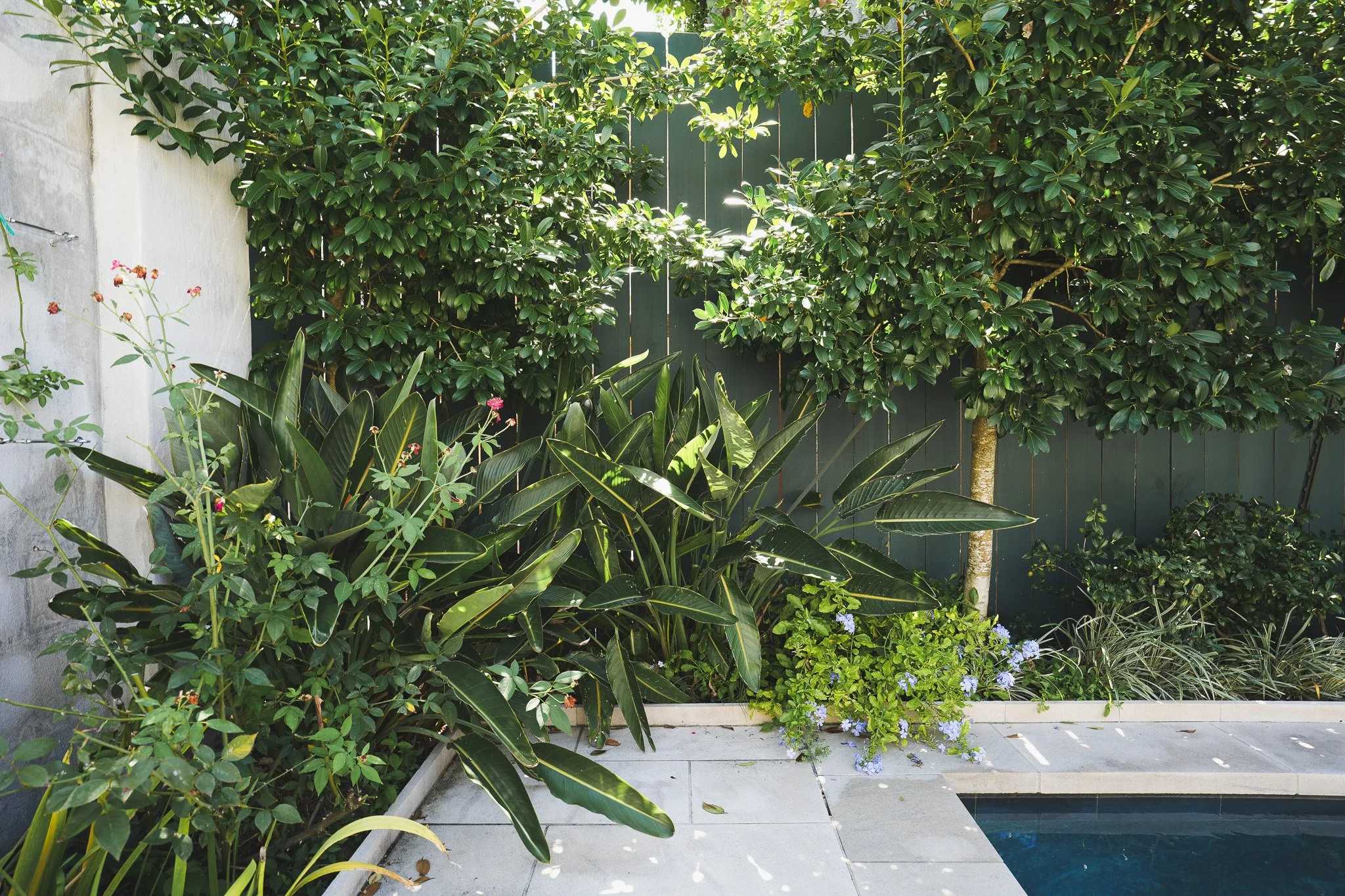 Webster Street Pool Garden Detail, 2026 