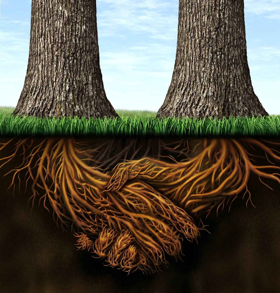 Tree roots merging forces.jpg