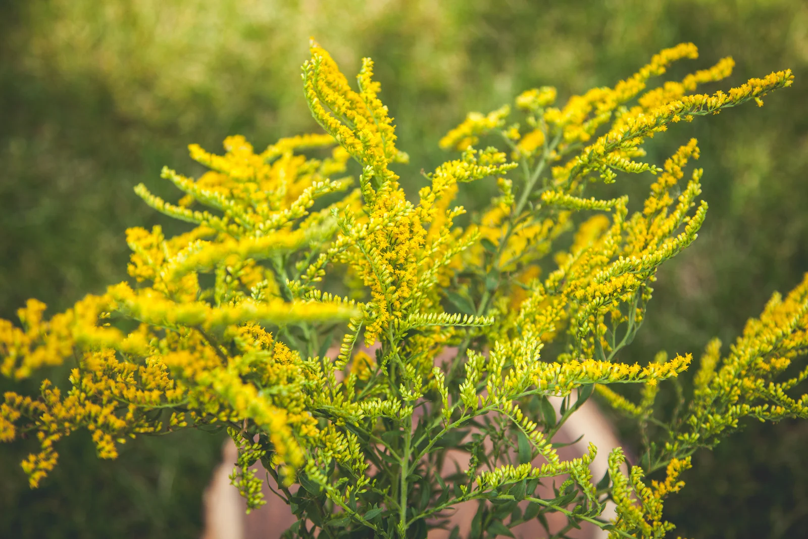 WildflowersPart2-sm-0489.jpg