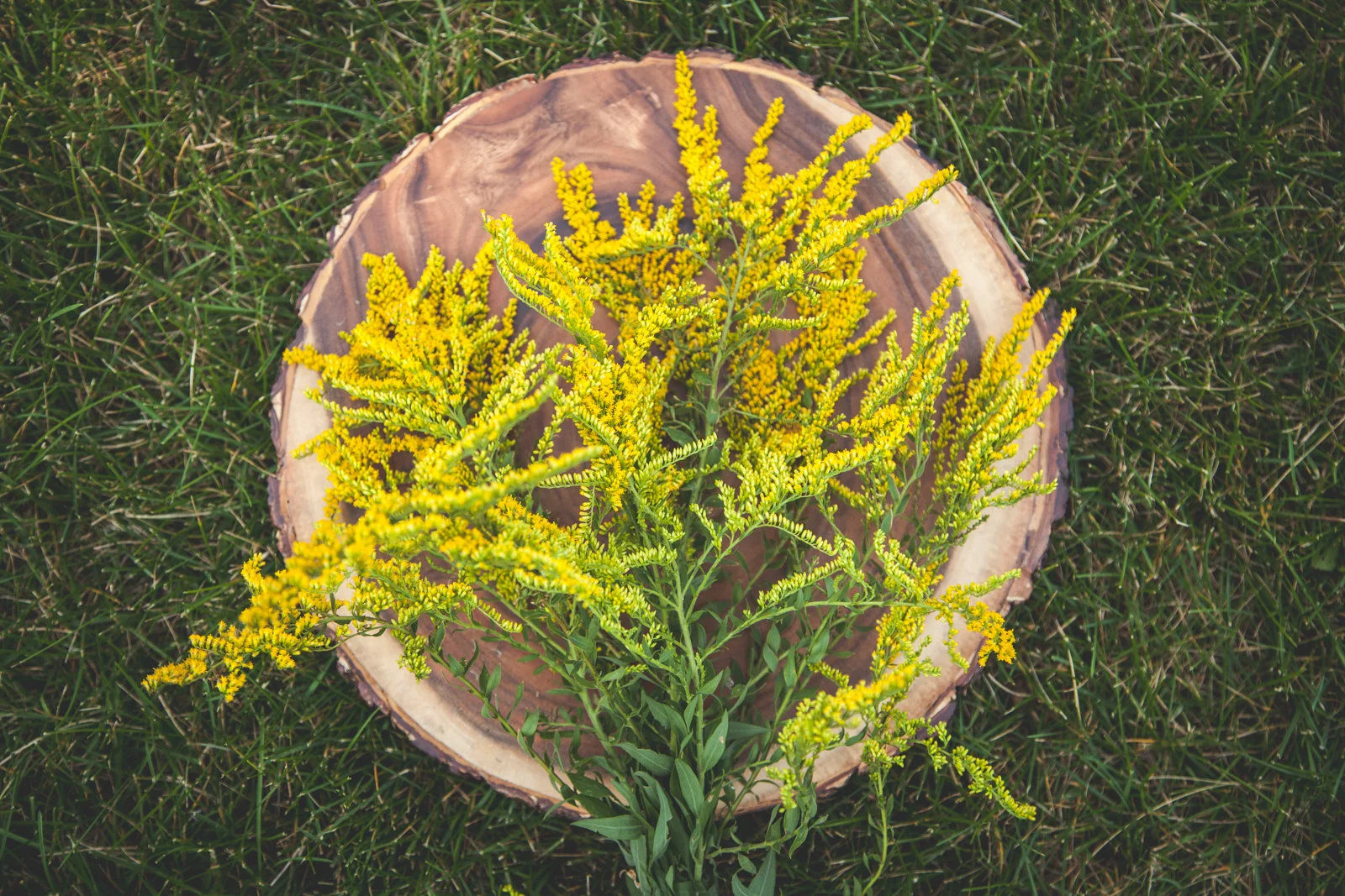 WildflowersPart2-sm-0490.jpg