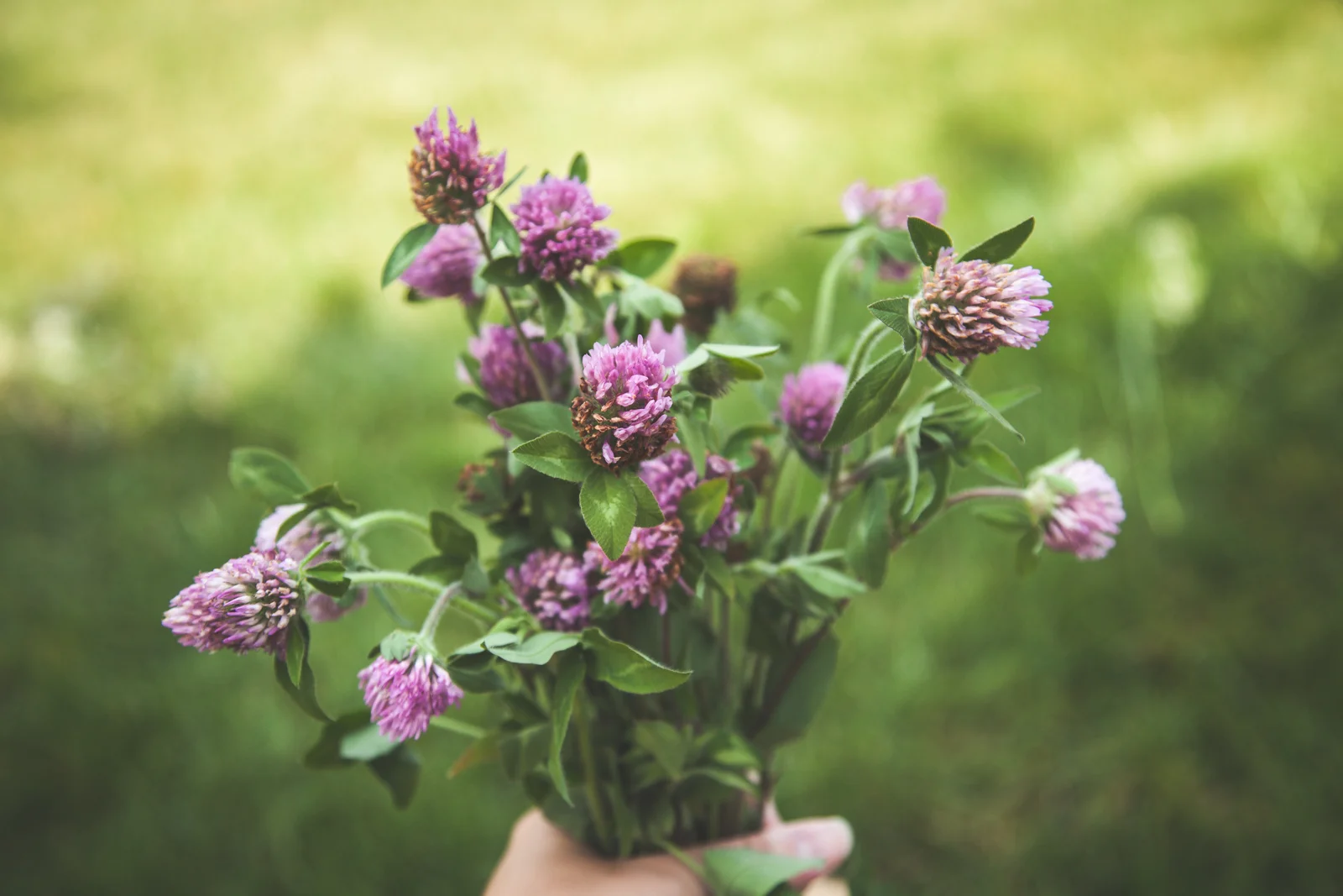 WildflowersPart2-sm-0510.jpg
