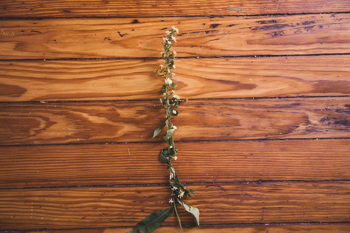 flower-5.jpg
