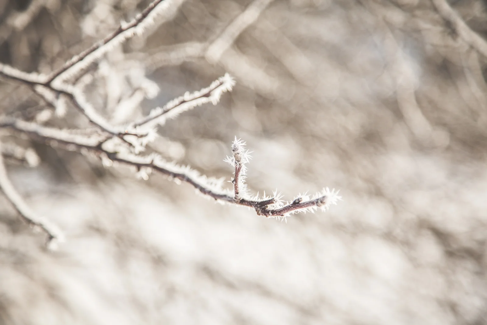 FrozenWonderland-Feb2018-blog-12.jpg