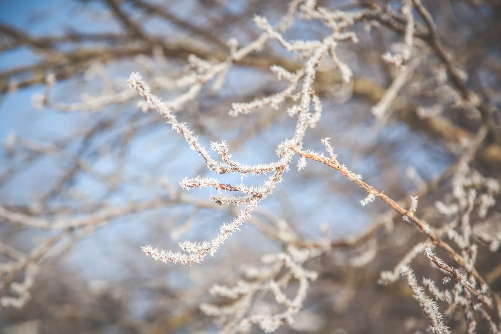 FrozenWonderland-Feb2018-blog-14.jpg