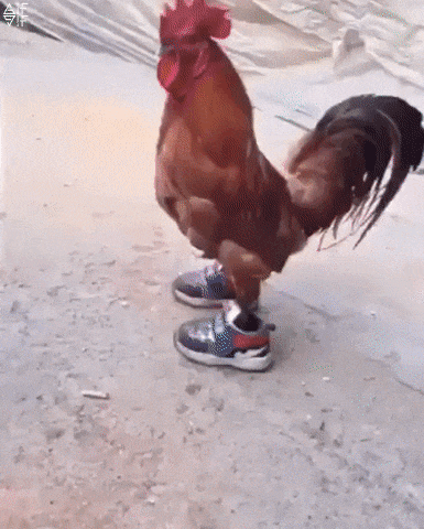 chicken in sneakers.gif
