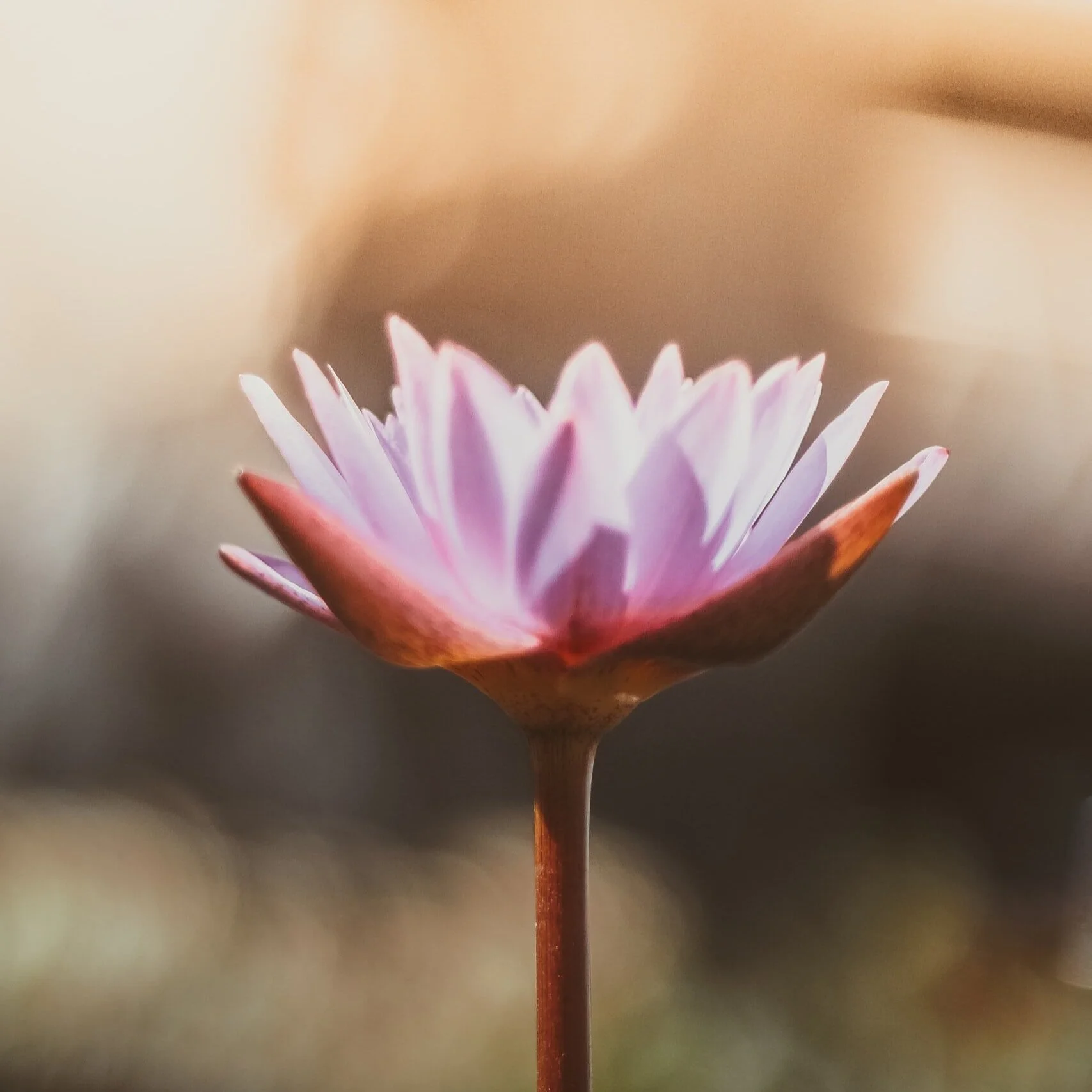 Lotus Flower rising up toward the light