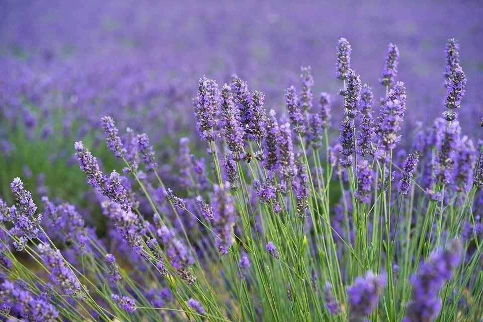Essential Oils