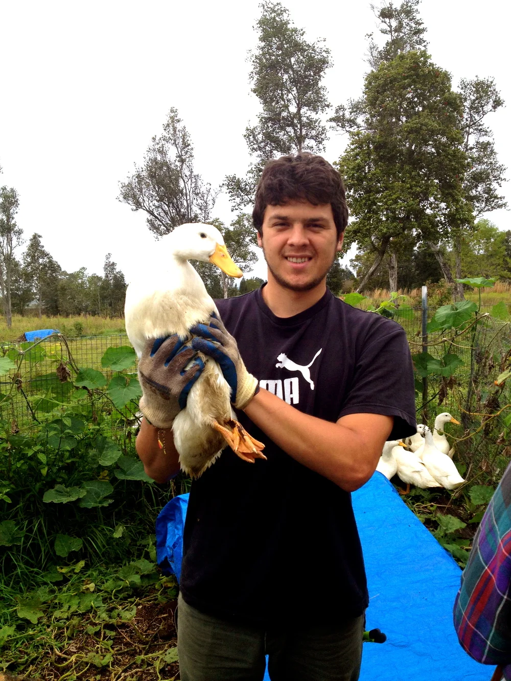 Dan, one of our WWOOFers holding a duck.