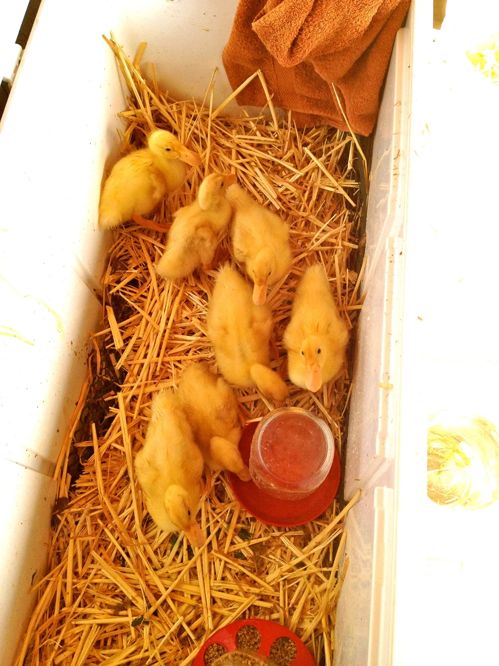 During the day, loving their new house!