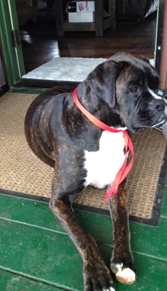 See how patriotic she looks in her ribbon?