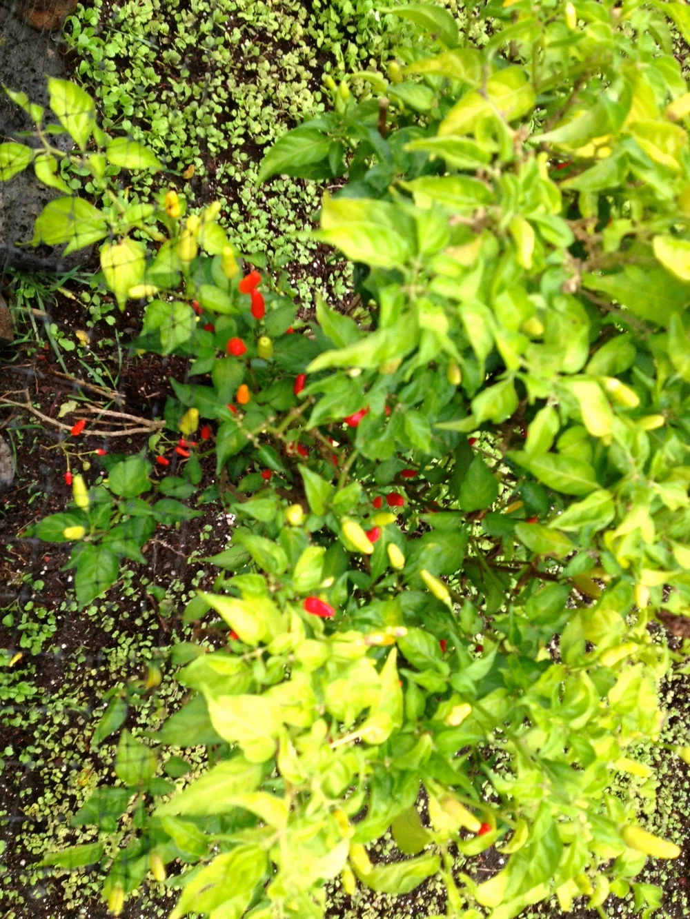 Hawaiian hot peppers.