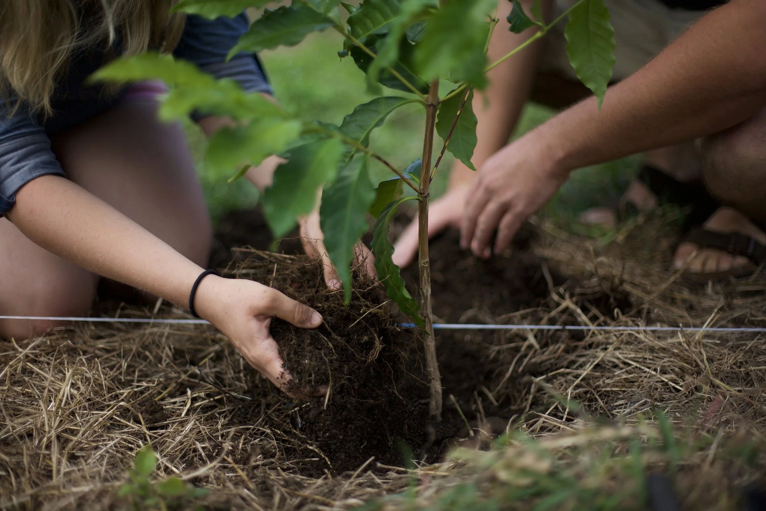 Planting Our Coffee Orchard