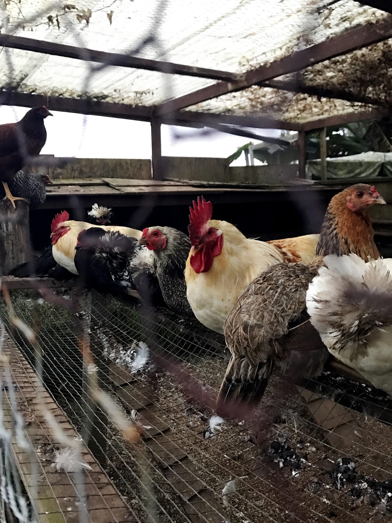 Sunshower-Farms-About-The-Farm-Chickens-Tour.JPG
