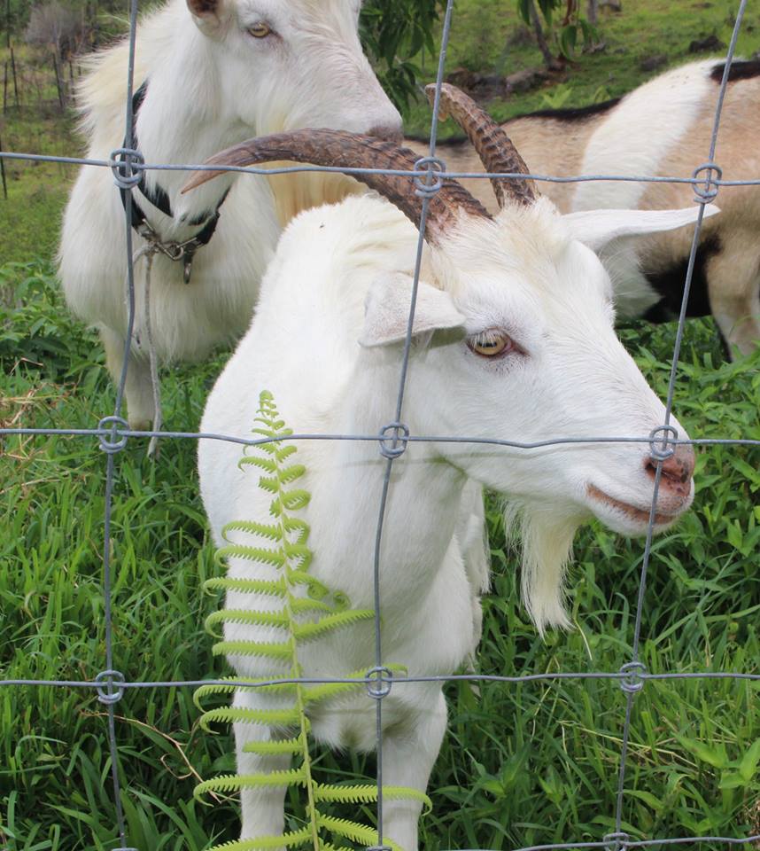 Sunshower-Farms-About-The-Farm-Goats.jpg