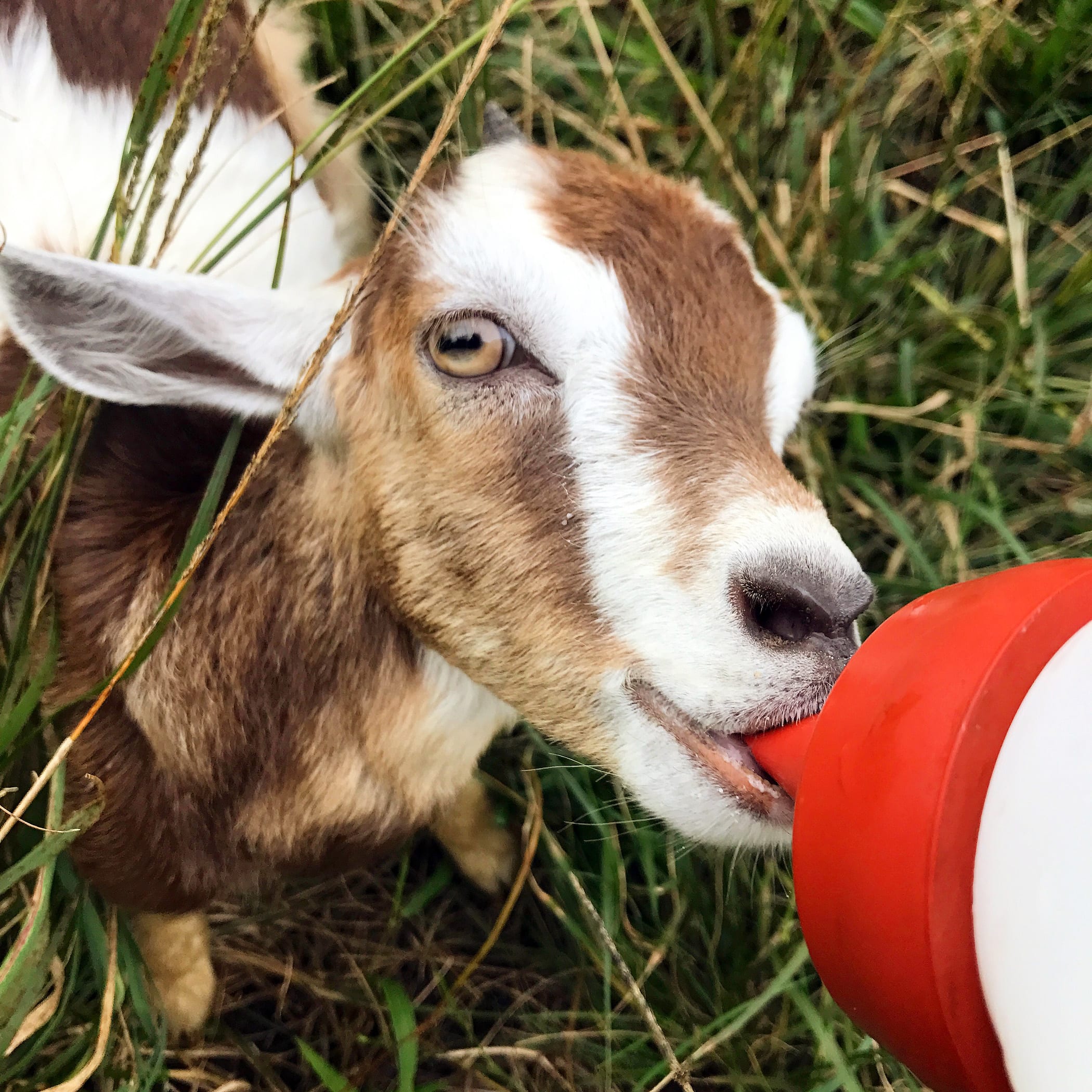 Sunshower-Farms-About-The-Farm-Baby-Goats-Tour.JPG