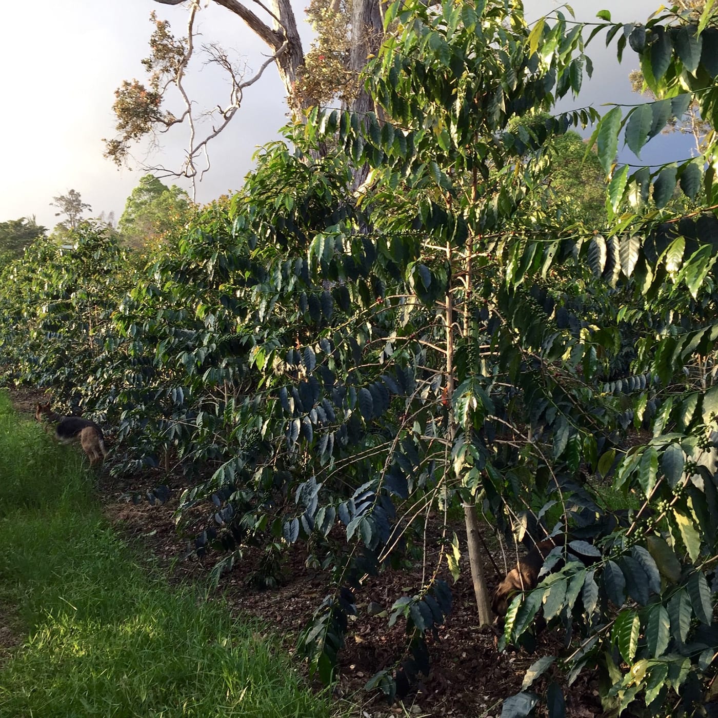 Kona-Coffee-Farm-Orchard-Tour-Fresh-Roasted.jpeg